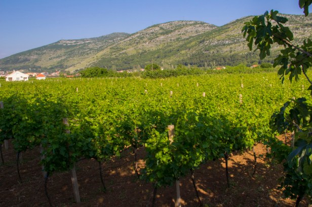 TREBINJE INFO FOTO VINARIJA PODRUM BOJANIĆ