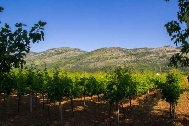 TREBINJE INFO FOTO VINARIJA PODRUM BOJANIĆ