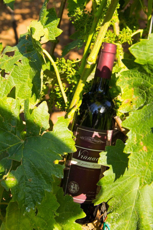 TREBINJE INFO FOTO VINARIJA PODRUM BOJANIĆ