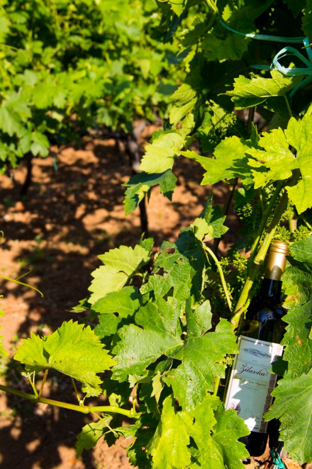 TREBINJE INFO FOTO VINARIJA PODRUM BOJANIĆ