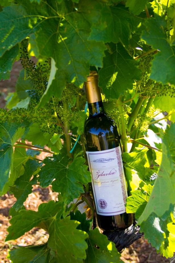 TREBINJE INFO FOTO VINARIJA PODRUM BOJANIĆ