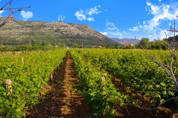 TREBINJE INFO FOTO VINARIJA PODRUM BOJANIĆ
