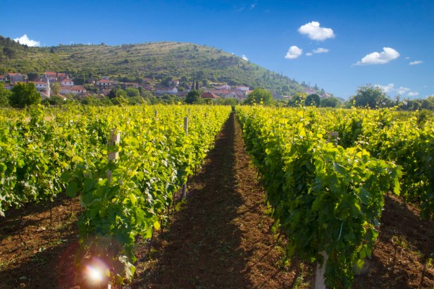 TREBINJE INFO FOTO VINARIJA PODRUM BOJANIĆ