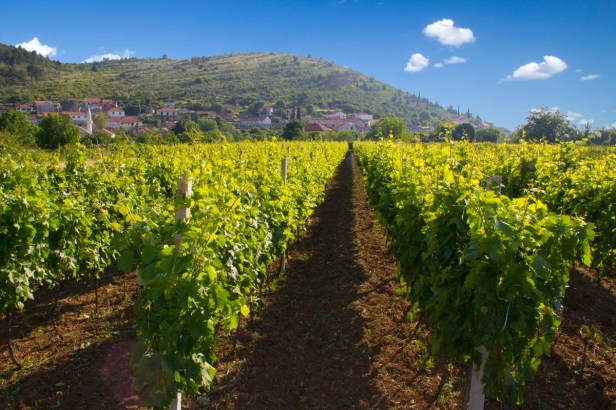 TREBINJE INO VINARIJA PODRUM BOJANIĆ_7 res