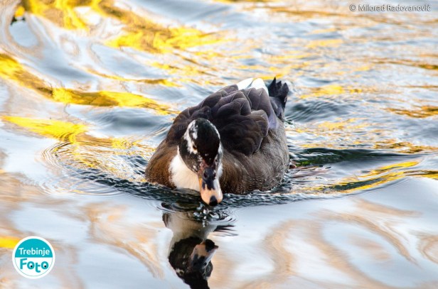 trebinje-info-trebinje-foto