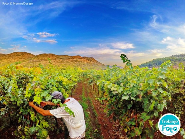 trebinje info trebinje foto vinarija bojanic