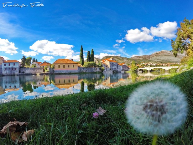 www-trebinjeinfo-com-Trebinje info trebinje foto www.trebinjeinfo.com trebisnjica-maslacak-dandelion