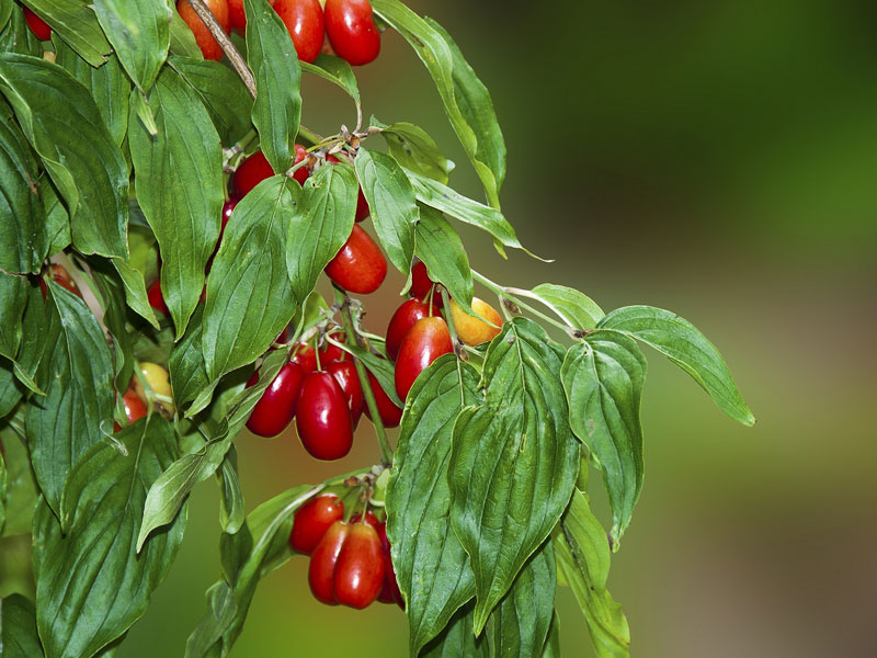 TREBINJE INFO FOTO DRENJINA sok od drenjina DRENOVNIK