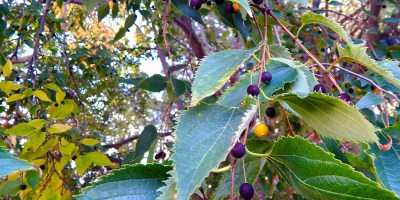 TREBINJE INFO FOTO KOŠĆELA