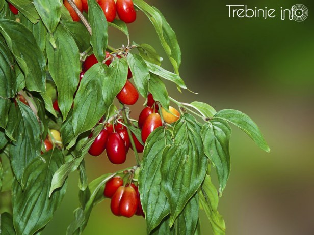 TREBINJE INFO FOTO DRENJINA