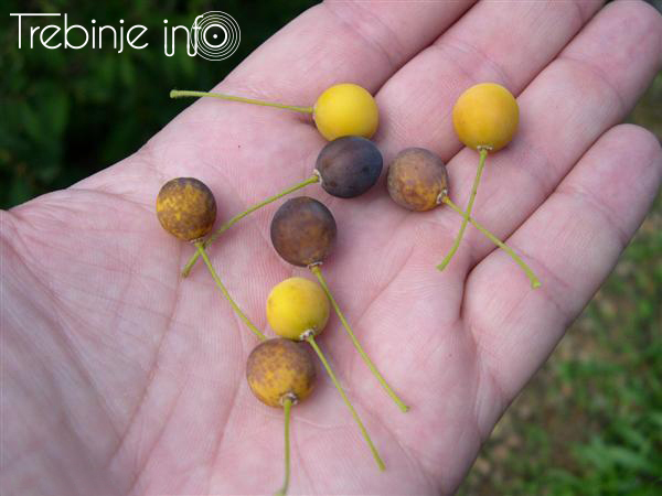 TREBINJE INFO FOTO KOŠĆELA