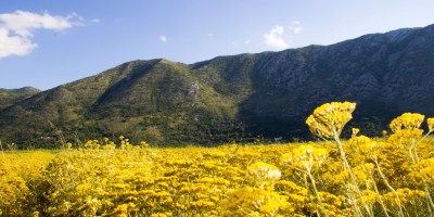 TREBINJE INFO SMILJE