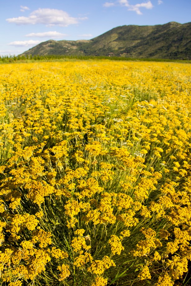 TREBINJE INFO SMILJE