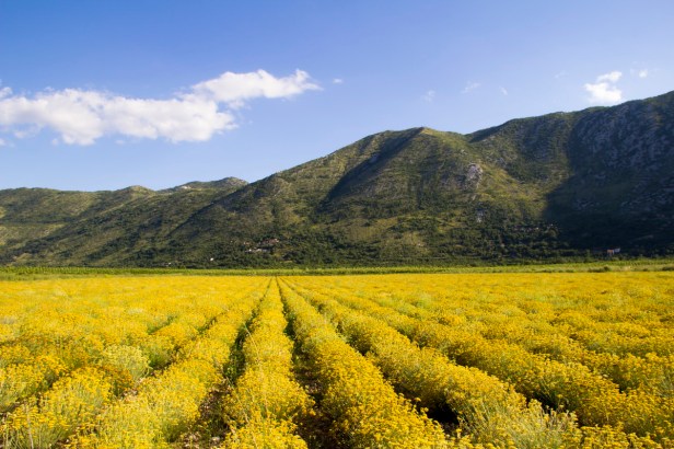 TREBINJE INFO SMILJE