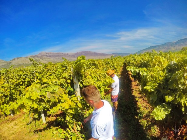 trebinje info trebinje foto vinarija bojanic www.trebinjeinfo.com