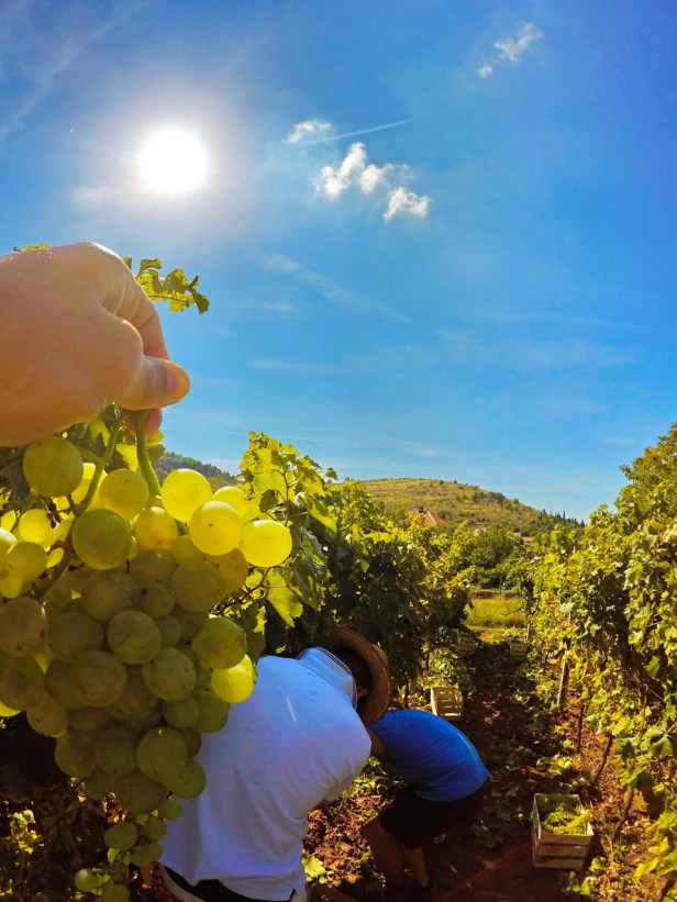 trebinje info trebinje foto vinarija bojanic www.trebinjeinfo.com