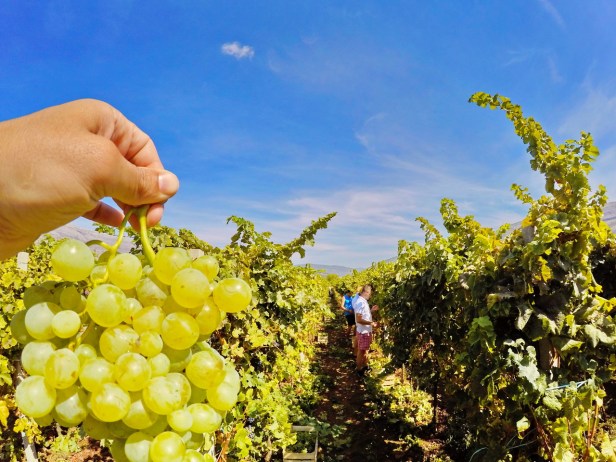 trebinje info trebinje foto vinarija bojanic www.trebinjeinfo.com