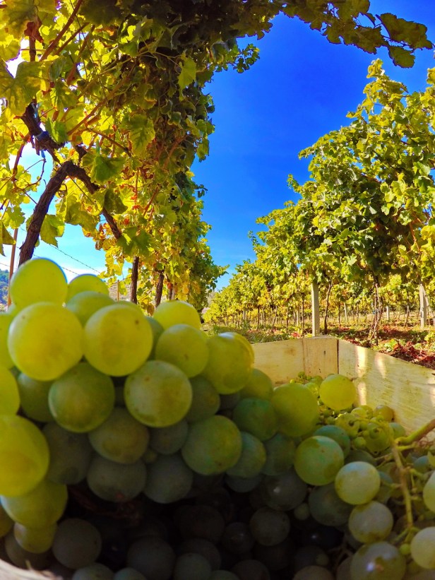trebinje info trebinje foto vinarija bojanic www.trebinjeinfo.com