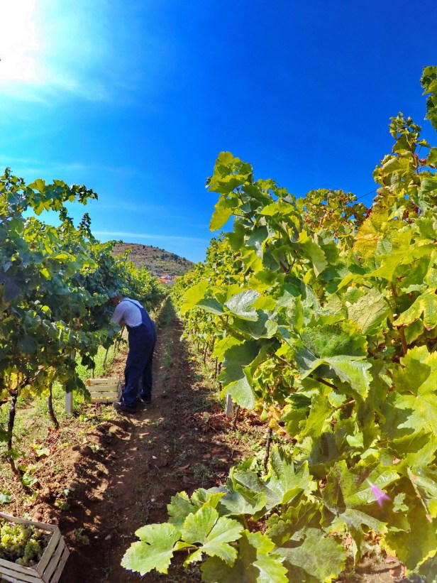 trebinje info trebinje foto vinarija bojanic www.trebinjeinfo.com