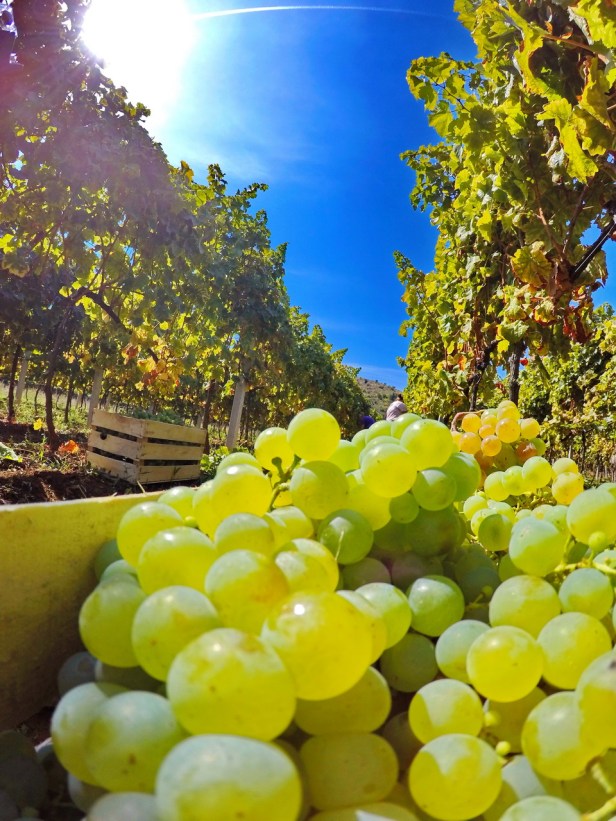 trebinje info trebinje foto vinarija bojanic www.trebinjeinfo.com