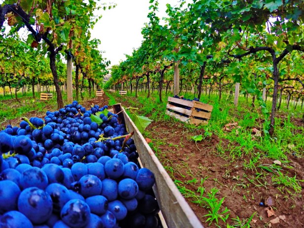 trebinje info trebinje foto vinarija bojanic 