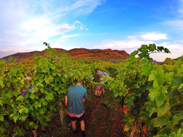 trebinje info trebinje foto vinarija bojanic