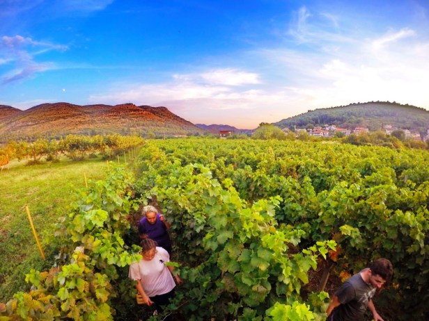 trebinje info trebinje foto vinarija bojanic 