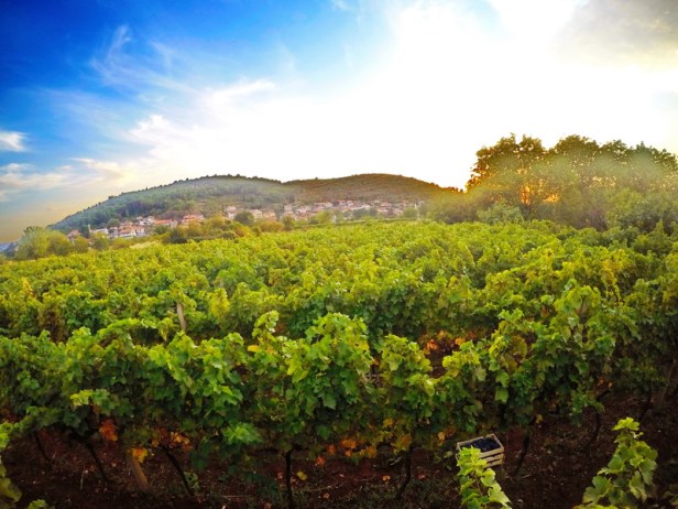 trebinje info trebinje foto vinarija bojanic 