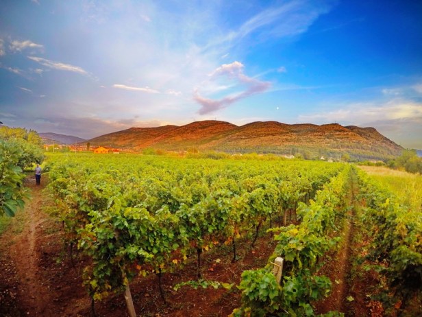 trebinje info trebinje foto vinarija bojanic 