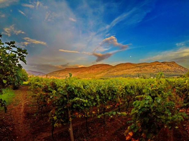 trebinje info trebinje foto vinarija bojanic