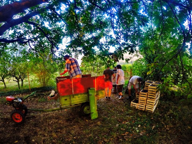 trebinje info trebinje foto vinarija bojanic