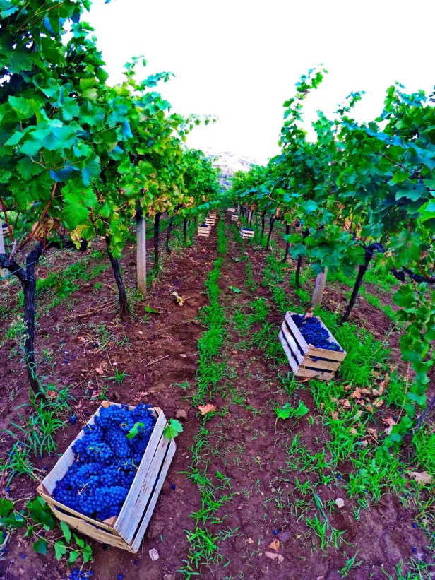 trebinje info trebinje foto vinarija bojanic