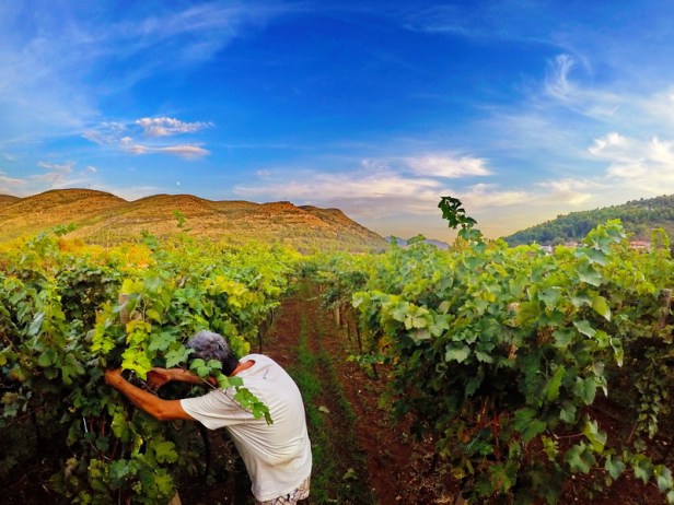 trebinje info trebinje foto vinarija bojanic www.trebinjeinfo.com