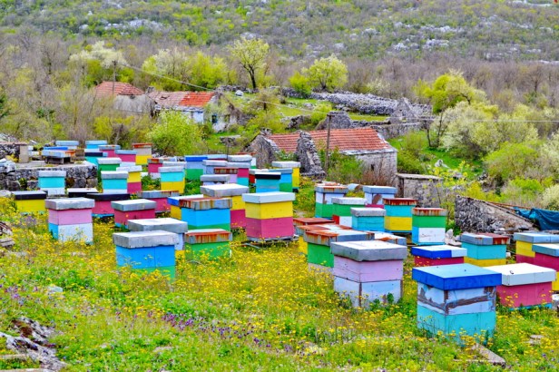 pcelar-rade-ninkovic-i-sinovi-trebinje-trebinjeinfo-11