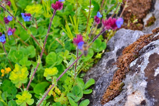 pcelarstvo rade ninkovic i sinovi trebinje med pčele trebinjeinfo