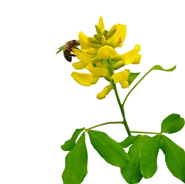 pcelarstvo rade ninkovic i sinovi trebinje med pčele trebinjeinfo