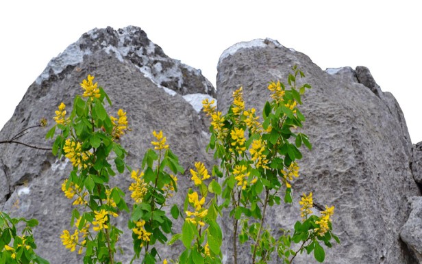 pcelarstvo rade ninkovic i sinovi trebinje med pčele trebinjeinfo