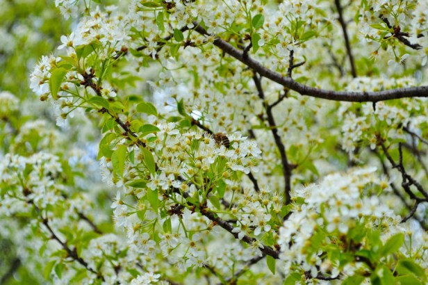 pcelar-rade-ninkovic-i-sinovi-trebinje-trebinjeinfo-7