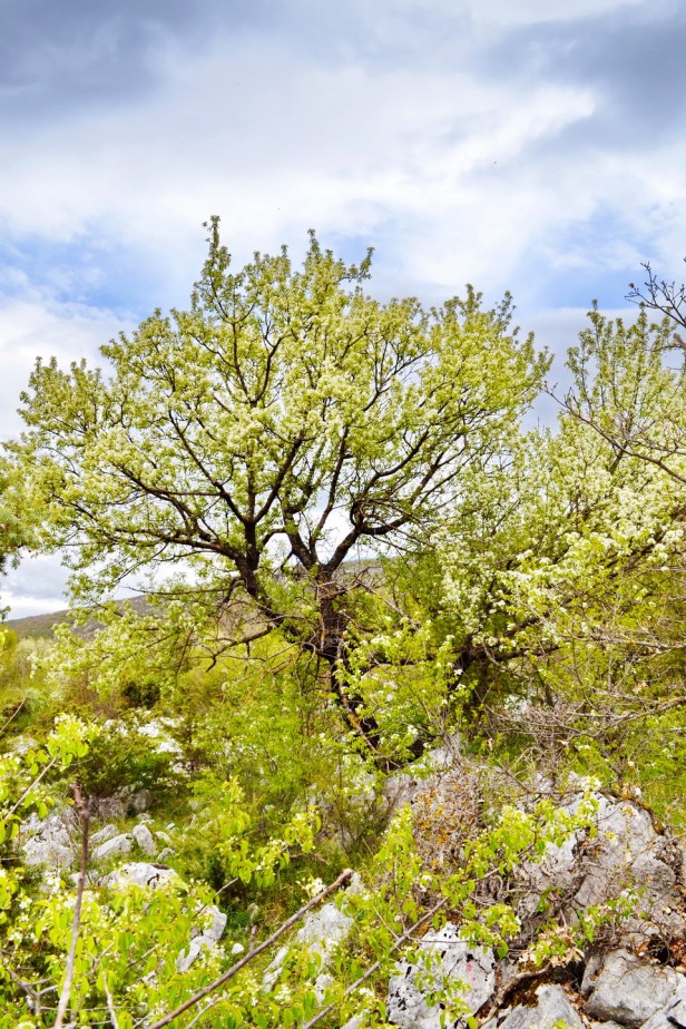 pcelarstvo rade ninkovic i sinovi trebinje med pčele trebinjeinfo