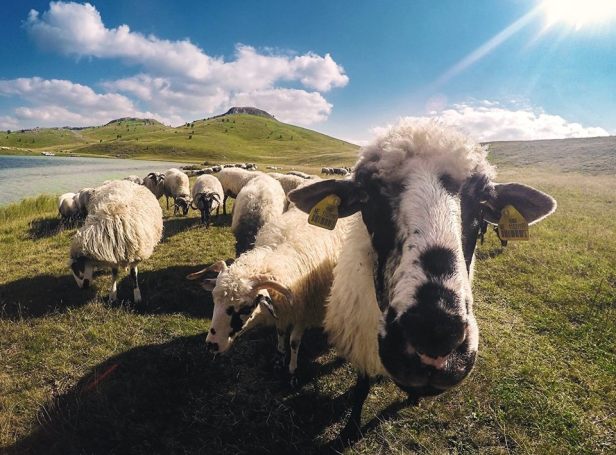 hercegovina-kamena-oaza-trebinje-info-trebinjeinfo-plodna-škrta