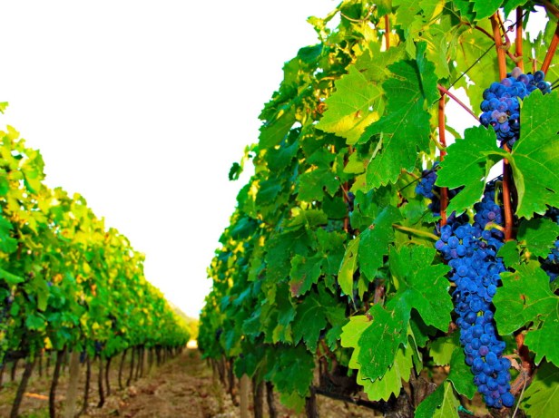 Vinarija podrum Popovac Trebinje Trebinje info