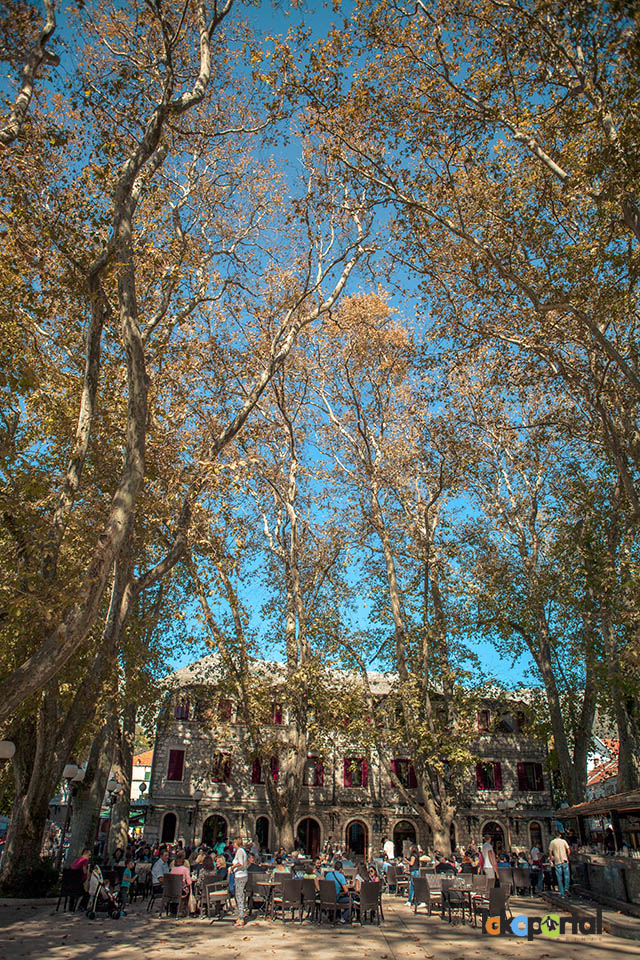 Platani-Trebinje-info