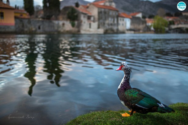 Trebinje-info-www.trebinjeinfo.com