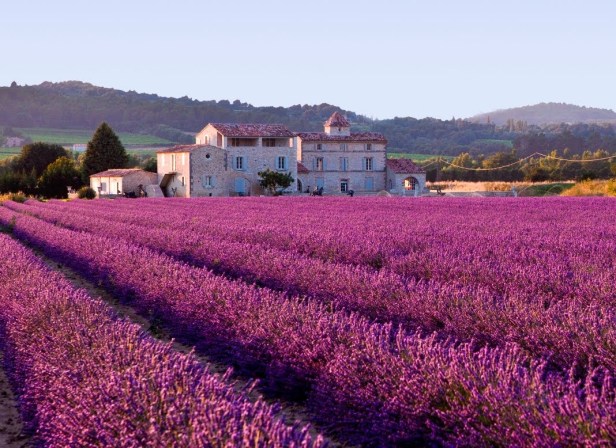 The Lavender Fields of Provence