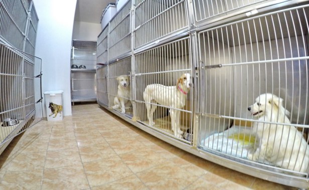 Trebinje info ANIMANET