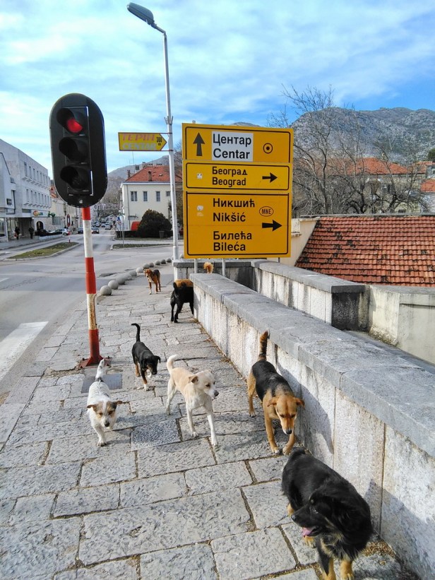 Trebinje info ANIMANET