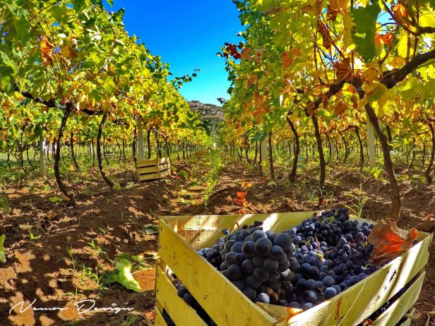 Berba grožđa domaćinstvo Bojanić u Pridvorcima