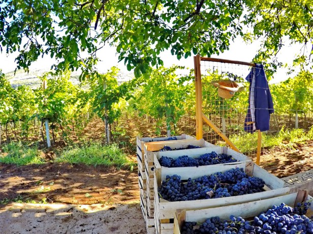 Berba grožđa domaćinstvo Bojanić u Pridvorcima