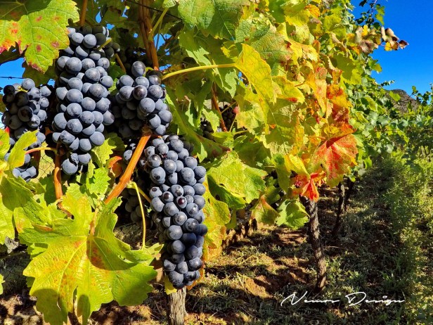 Berba grožđa domaćinstvo Bojanić u Pridvorcima