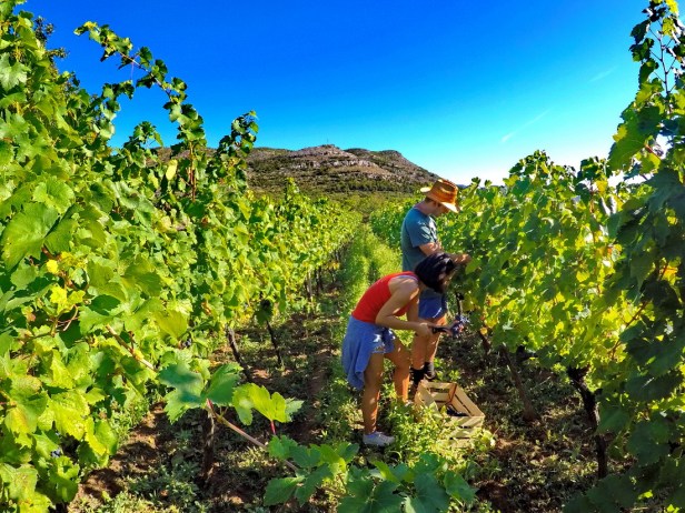 Berba grožđa domaćinstvo Bojanić u Pridvorcima